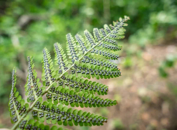 Kapradiny v sporophyte fázi. — Stock fotografie