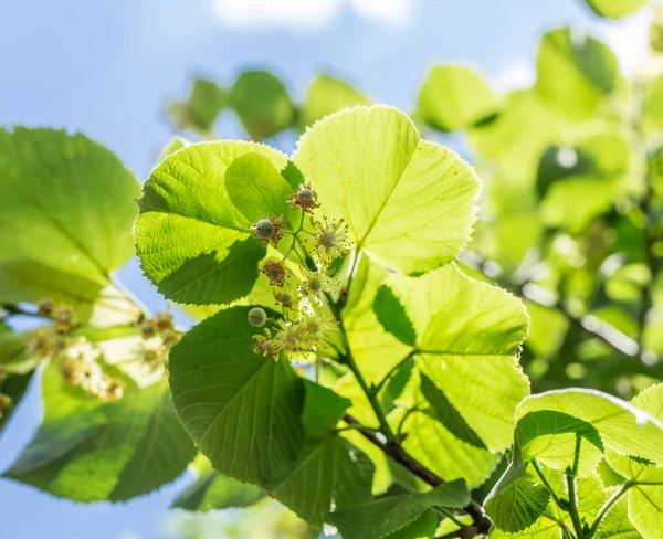 Árvore de tília em flor. Natureza fundo . — Fotografia de Stock