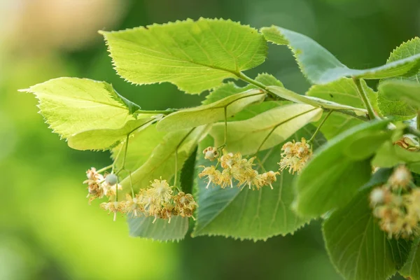 Árbol de tilo en flor. Fondo de naturaleza . — Foto de Stock