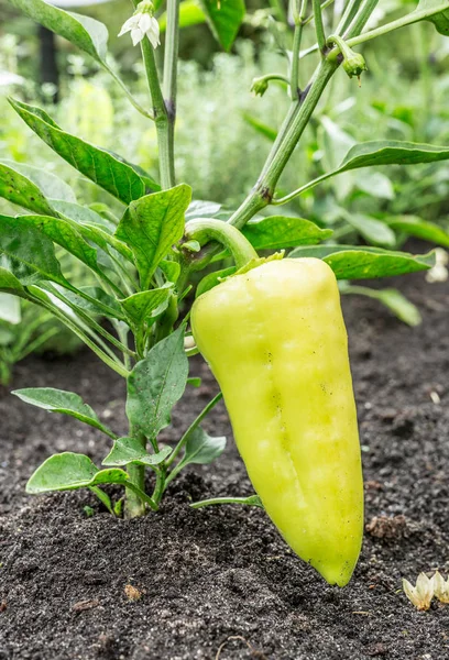 Πιπεριά ή γλυκιά πιπεριά φυτό στον κήπο. — Φωτογραφία Αρχείου