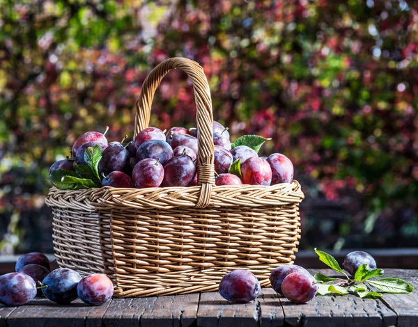 Švestková úroda. Švestky do koše na stůl. — Stock fotografie