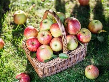 Elma hasatı Yeşil çimlerin üzerindeki sepette olgun kırmızı elmalar.