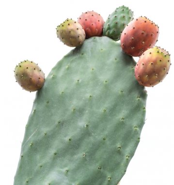 Prickly pear or opuntia plant close -up.  clipart