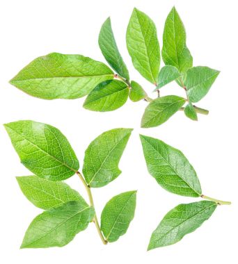 Yaban mersini yaprağı. Makro çekim. 