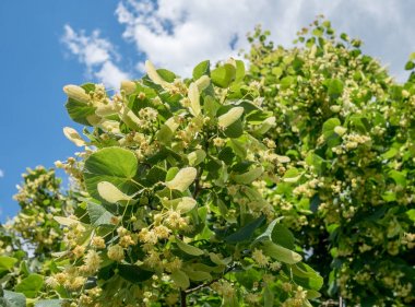 Ihlamur ağacı çiçeği. Doğa arka plan.