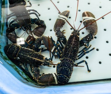 Balık pazarı içinde a tank ıstakoz. Pençeleri bağlanmıştır.