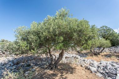 zeytin ağaçları Bahçe.