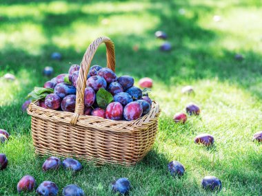 Erik hasadı. Yeşil çimlerin üzerindeki sepetin içinde erikler var..