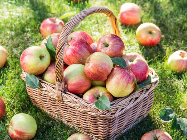 Урожай яблок. Спелые красные яблоки в корзине на зеленой траве. — стоковое фото