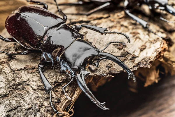 Scarabeo cervo maschio sullo sfondo di legno . — Foto Stock