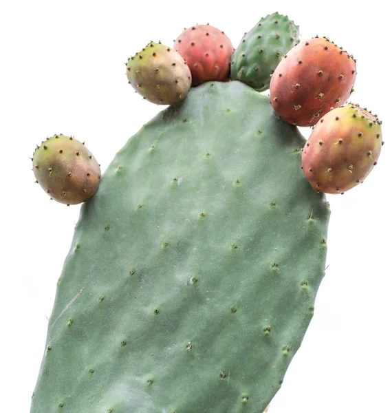 Pêra espinhosa ou planta de opuntia close-up . — Fotografia de Stock