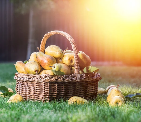 Rijpe peren in de mand op het groene gras. — Stockfoto