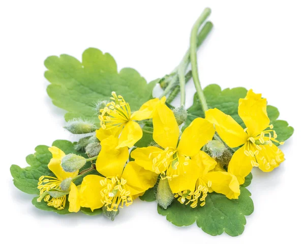 Greater celandine flower, swallowwort isolated on white backgrou — Stock Photo, Image