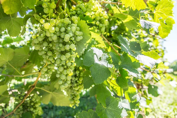 Uvas de vinho na videira. — Fotografia de Stock