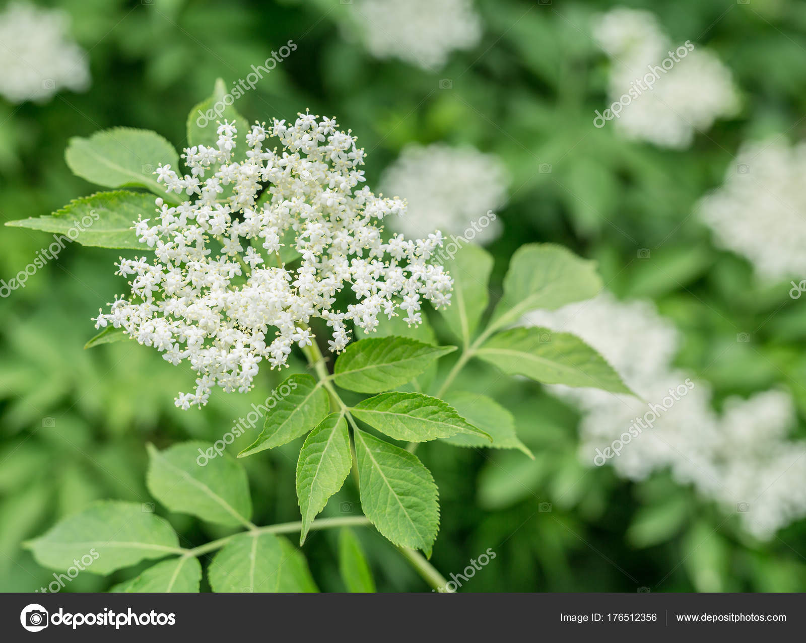 Arbre En Fleur De Sureau Fond De Nature Photographie