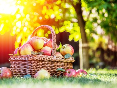 Elma hasatı Yeşil çimlerin üzerindeki sepette olgun kırmızı elmalar.