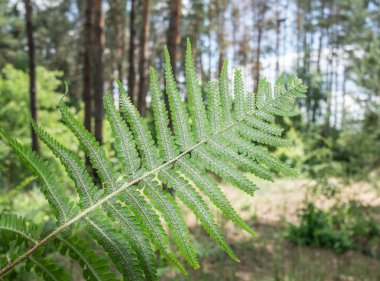 Fern bitkisi sporophyte aşamasındadır. Doğa arka plan.