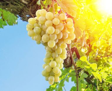 Güneşli sonbahar günü mahzeninde.