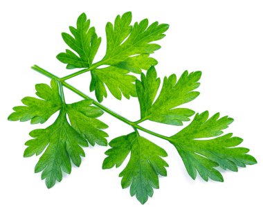 Maydanoz ot. Makro çekim küçük Şubesi.