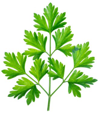 Maydanoz ot. Makro çekim küçük Şubesi.