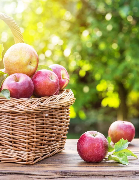 Elma hasat. Olgun Kırmızı elma sepeti masaya.
