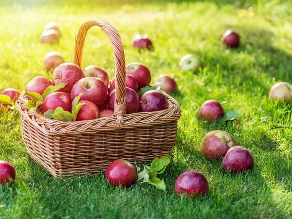 Sklizeň jablek. Zralá červená jablka v košíku na zelené trávě. — Stock fotografie