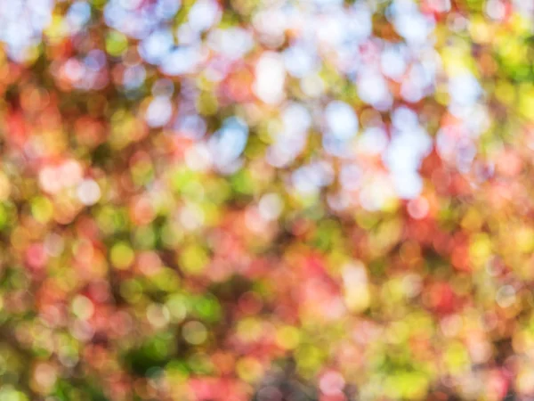 Hojas rojas borrosas. Fondo de naturaleza. — Foto de Stock