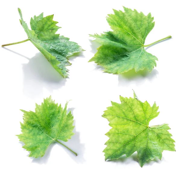 Hojas de uva u hojas de vid sobre fondo blanco . — Foto de Stock