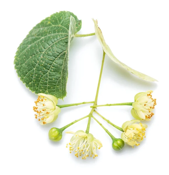 Lime flowers and leaves on white background. — Stock Photo, Image