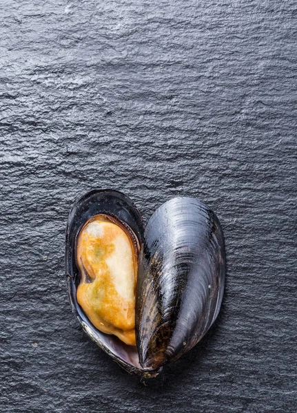 Mussel on the graphite background. — Stock Photo, Image