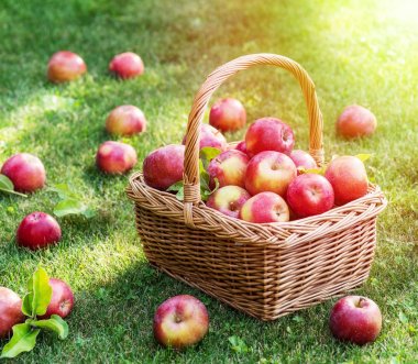 Elma hasatı Yeşil çimlerin üzerindeki sepette olgun kırmızı elmalar.