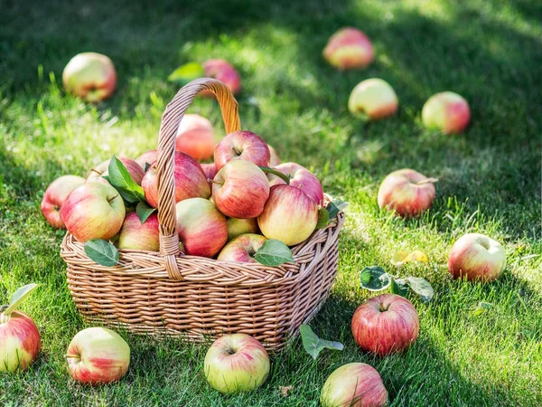 Apple harvest. Ripe red apples in the basket on the green grass.