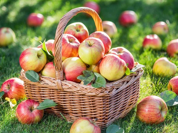 Apfelernte. Reife rote Äpfel im Korb auf dem grünen Gras. — Stockfoto