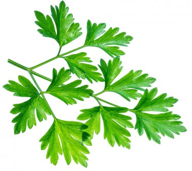 Maydanoz ot. Makro çekim küçük Şubesi.