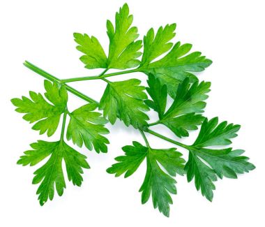 Maydanoz ot. Makro çekim küçük Şubesi.