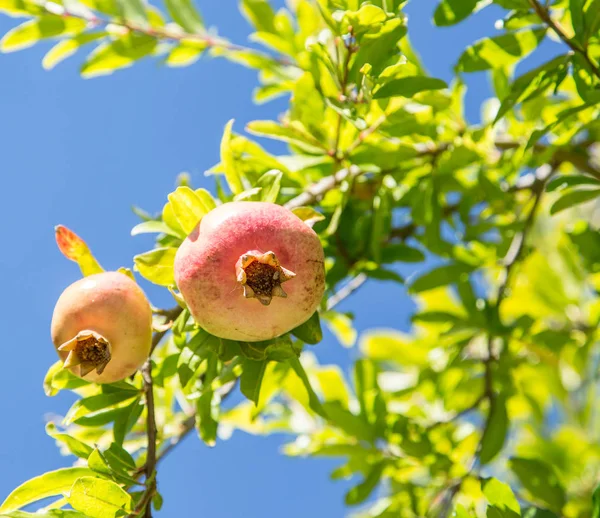 The growing of pomegranate fruits. — Stock Photo, Image