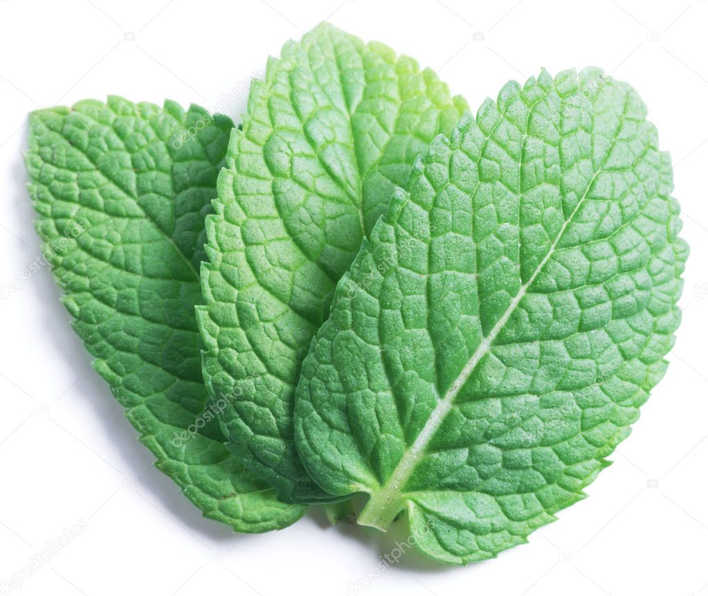Three spearmint leaves or mint leaves isolated on white backgrou
