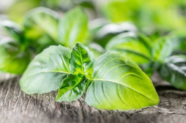 Eski ahşap masa üzerinde yeşil basil otlar.