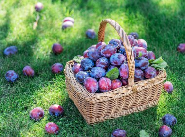 Erik hasadı. Yeşil çimlerin üzerindeki sepetin içinde erikler var..
