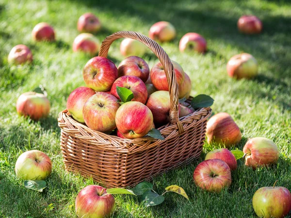 Colheita de maçã. Maçãs vermelhas maduras na cesta na grama verde. — Fotografia de Stock