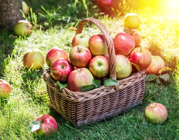 Appeloogst. Rijp rode appels in de mand op het groene gras. — Stockfoto