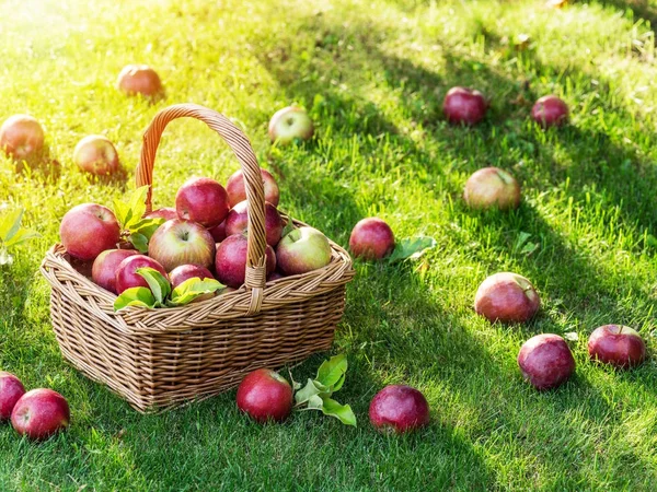 Raccolta di mele. Maturare mele rosse nel cestino sull'erba verde. — Foto Stock