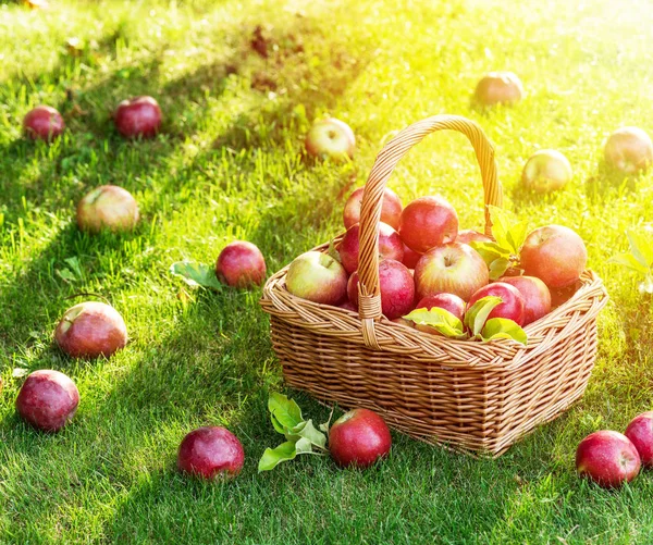 Appeloogst. Rijp rode appels in de mand op het groene gras. — Stockfoto