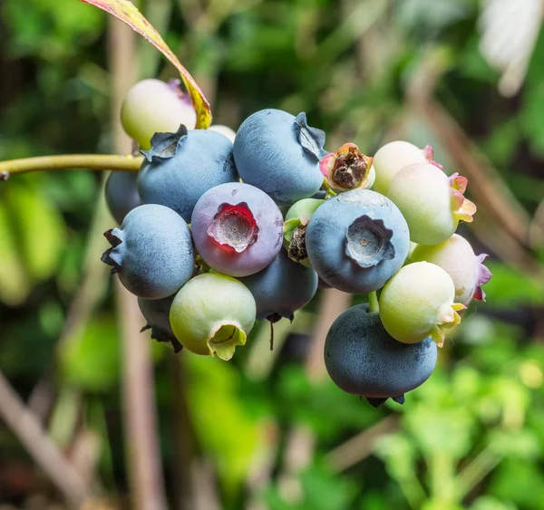 Rijpe bosbessen op de struik. Achtergrond van de natuur. — Stockfoto