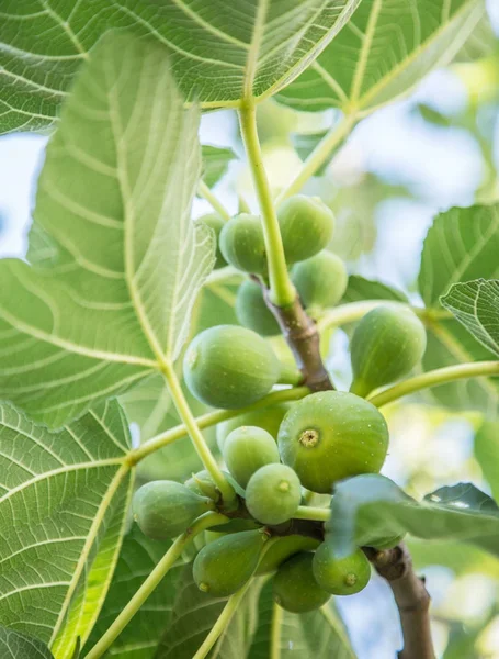 Frutos de figueira maduros na árvore . — Fotografia de Stock