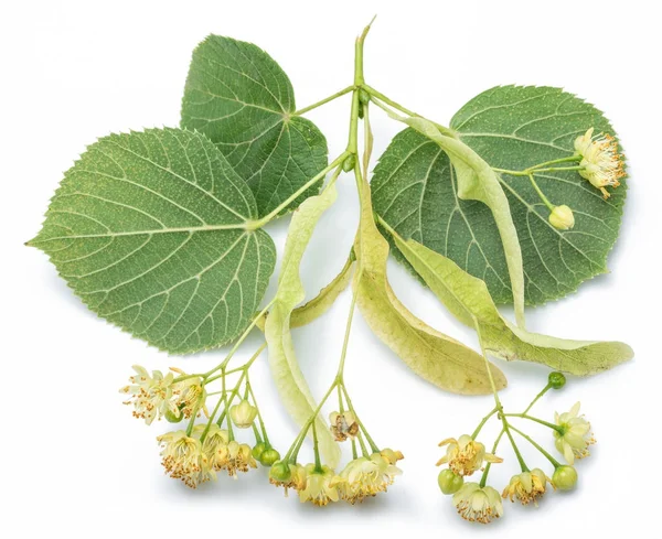 Limeblommor och blad på vit bakgrund. — Stockfoto