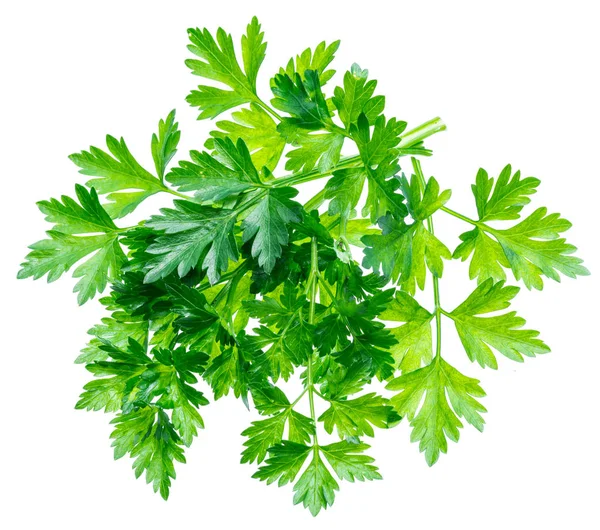 Bunch of parsley herb isolated on white background. — Stock Photo, Image