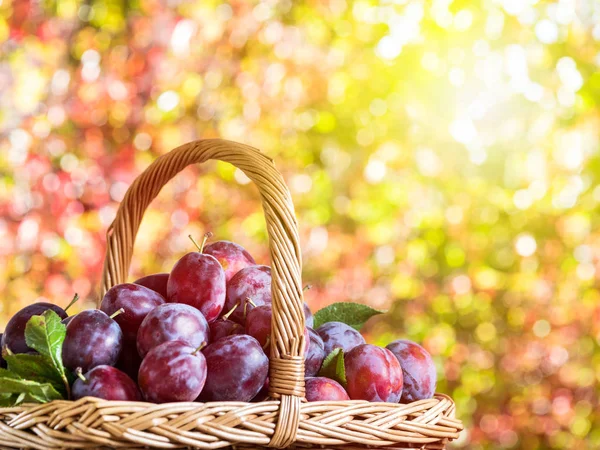 Plum oogst. Pruimen in de mand. — Stockfoto