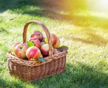 Elma hasatı Yeşil çimlerin üzerindeki sepette olgun kırmızı elmalar.