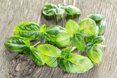 Eski ahşap masa üzerinde yeşil basil otlar.